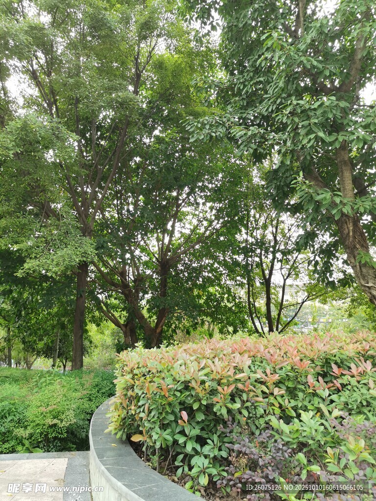 城市中的綠植景觀