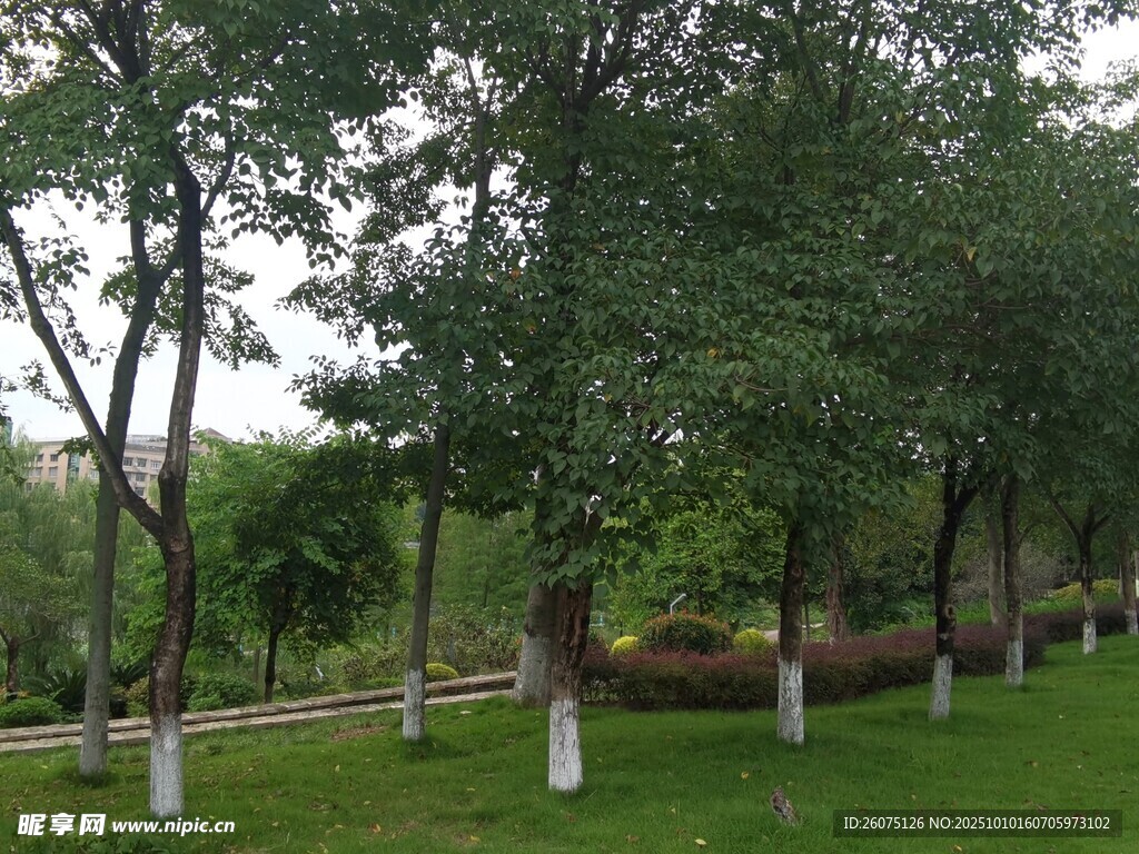 綠樹成蔭的公園景致