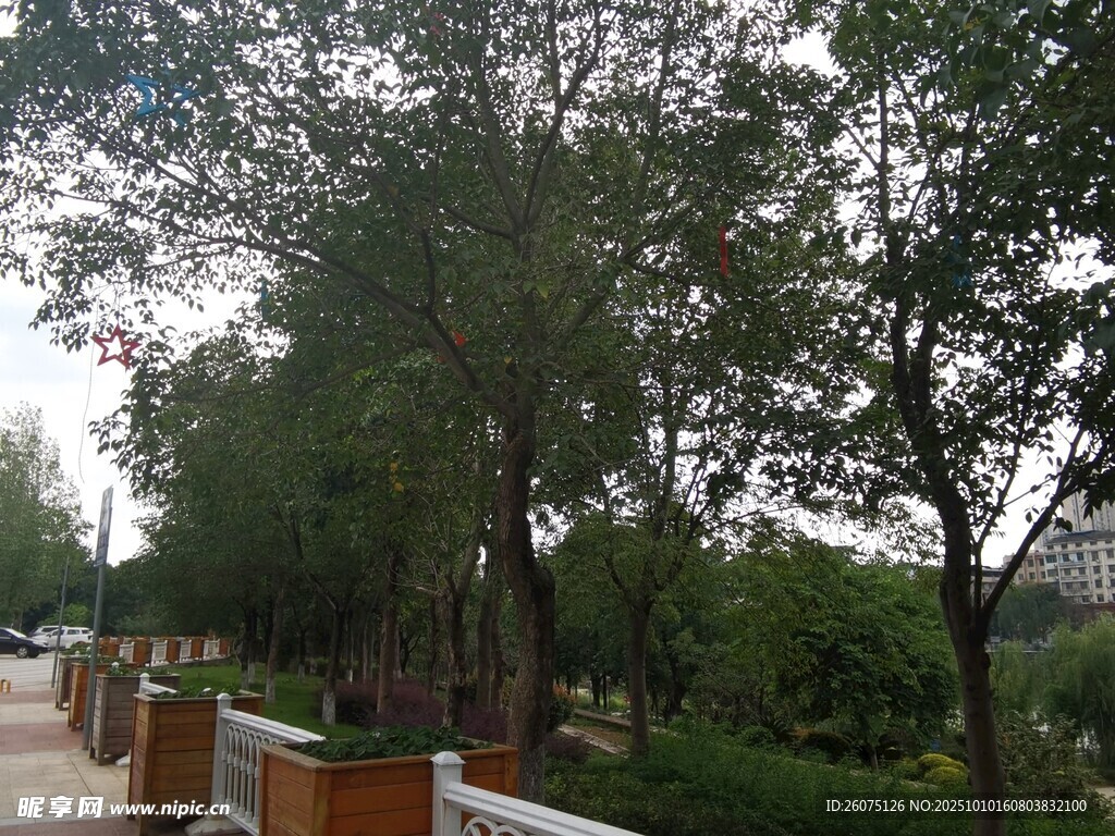 林蔭小道旁的綠植景觀
