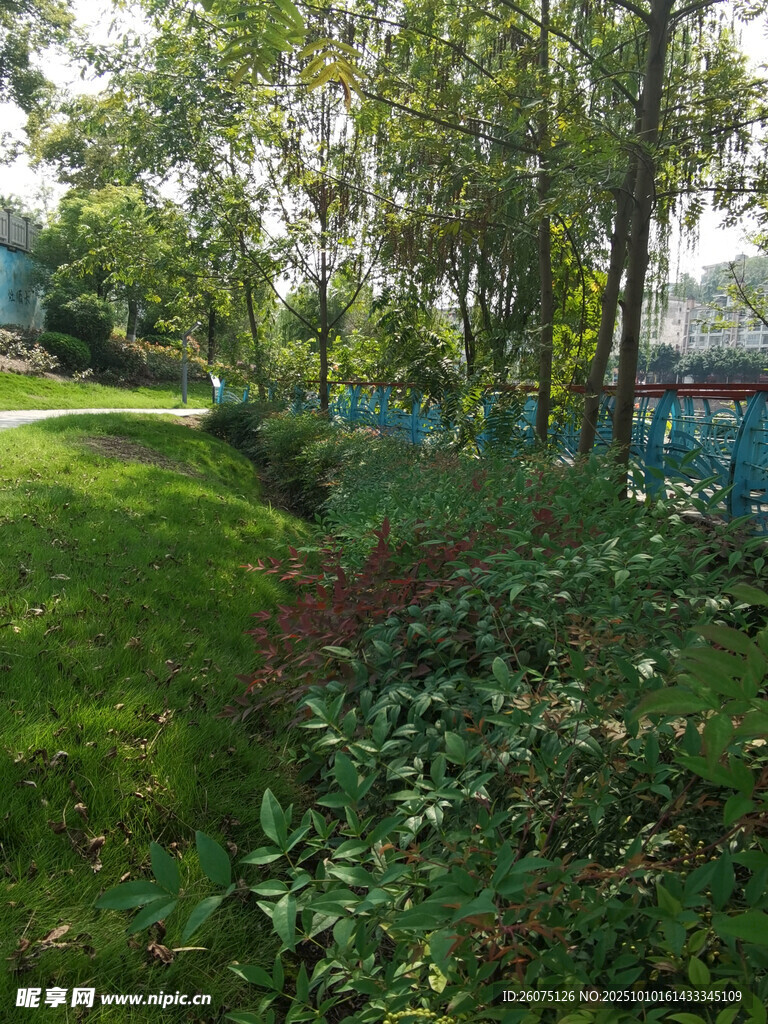 綠意盎然的戶外花園景致