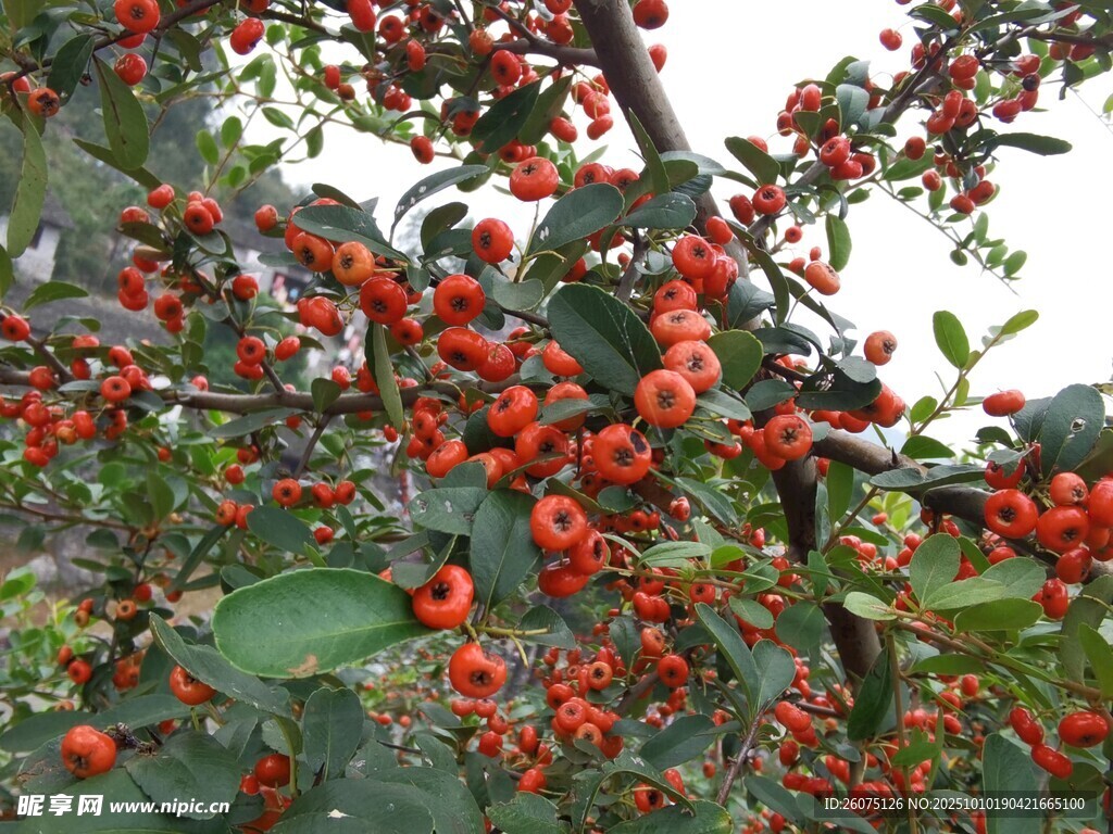 枝頭紅果累累生機(jī)盎然