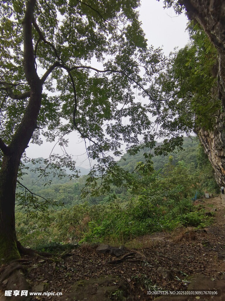 山林間的靜謐樹木景觀