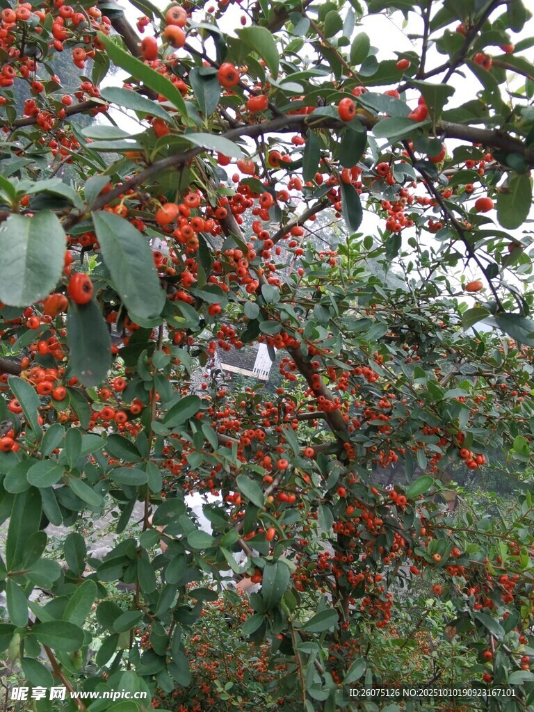 枝頭累累紅果