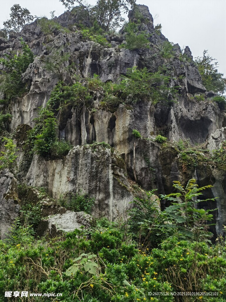 嶙峋山石間的繁茂綠植