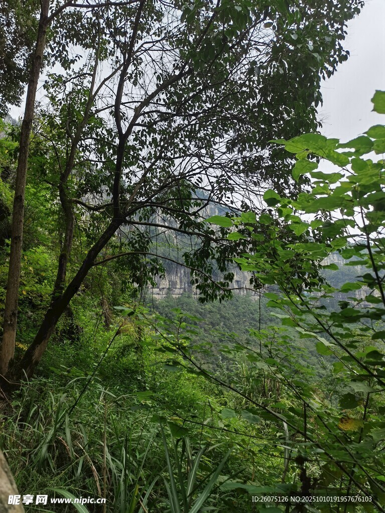 山林間繁茂的植被景象