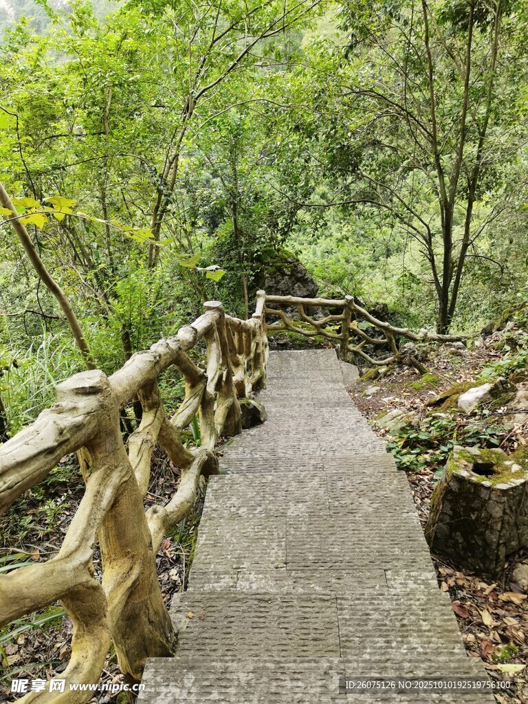林間木欄小徑清幽景致