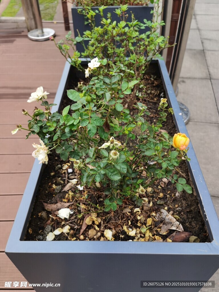 戶外花箱中的綠植花卉