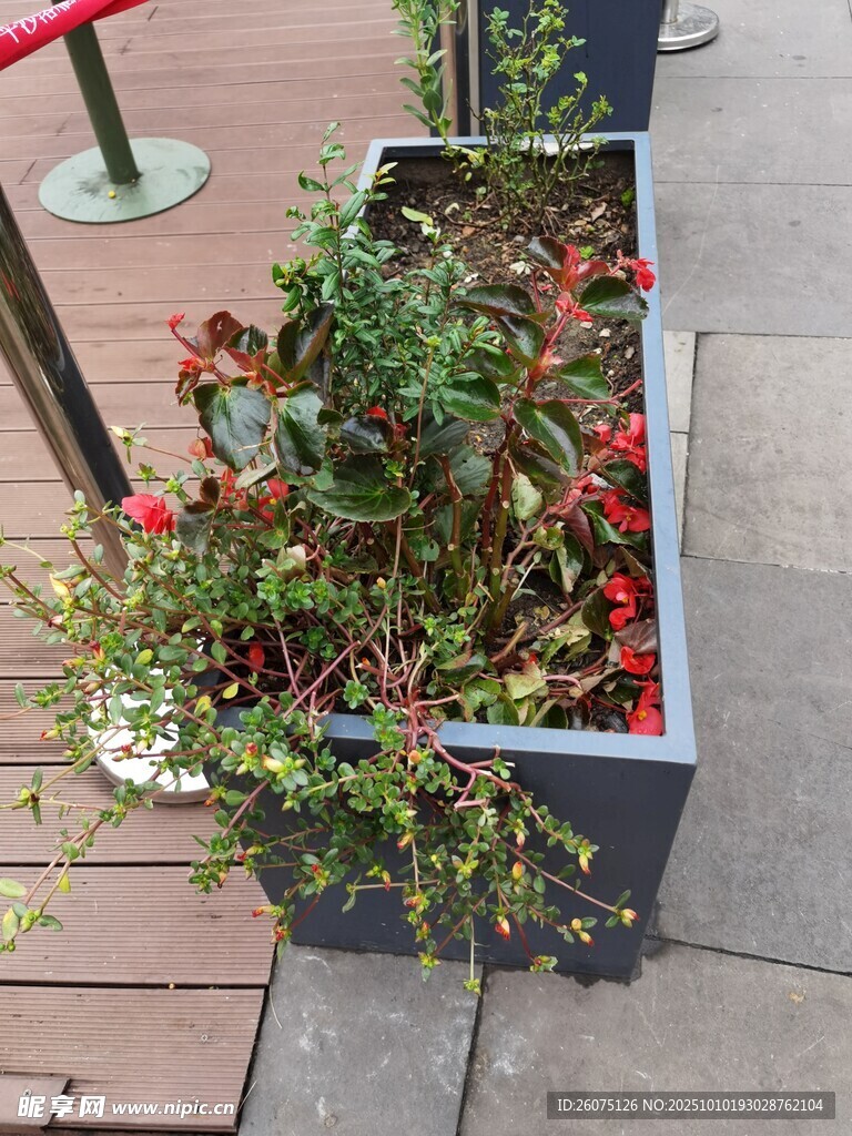 戶外灰色花箱中的綠植花卉
