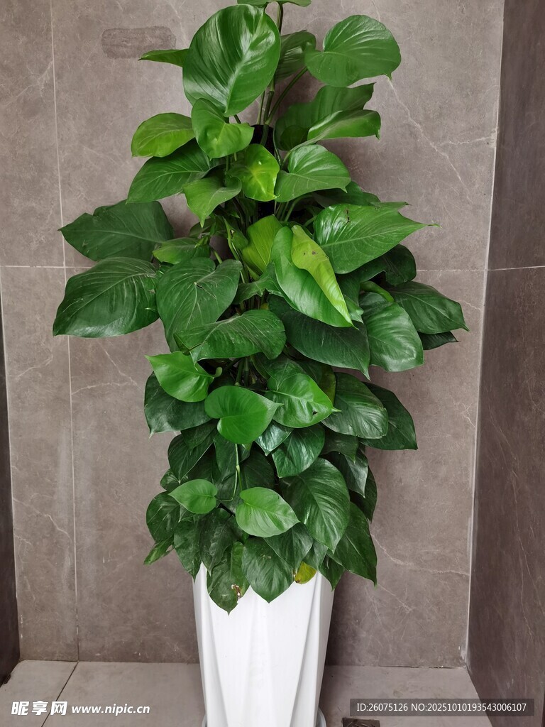 白色花盆中的翠綠盆栽