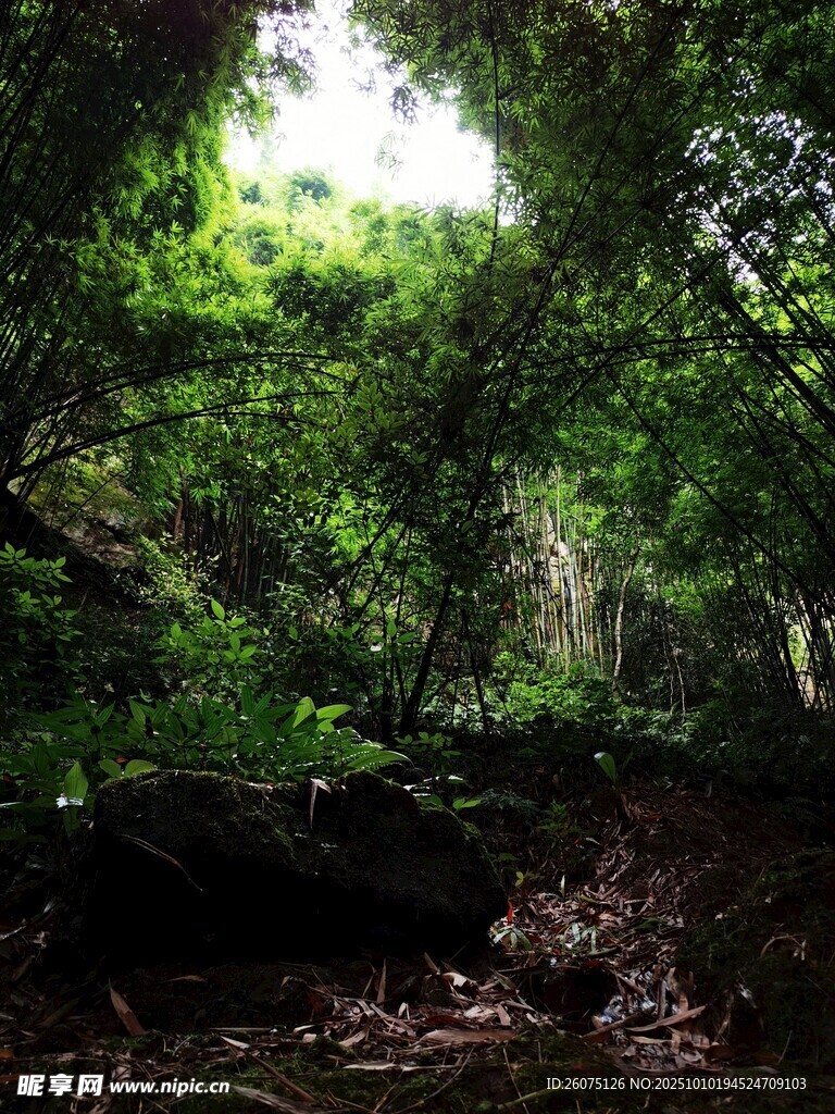 茂密叢林中的自然景致