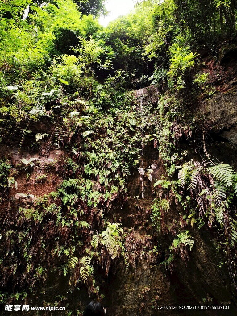 山間繁茂綠植景觀