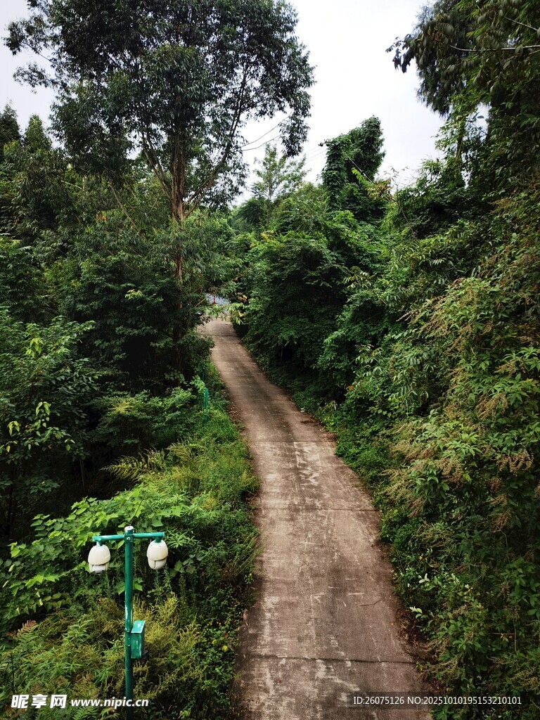 林間蜿蜒土路綠意盎然