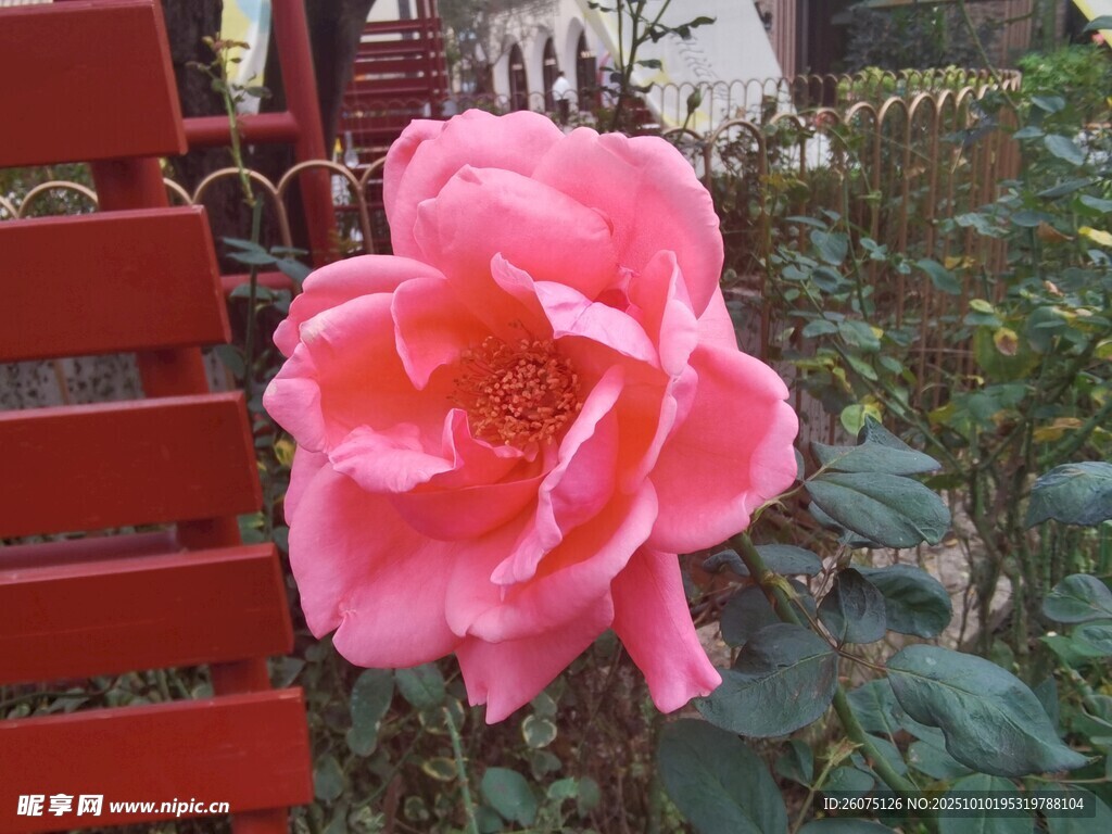 嬌艷粉色玫瑰綻放于椅旁