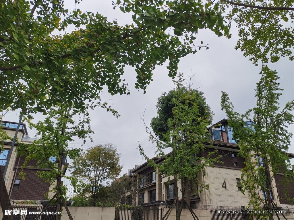 中式庭院綠樹環(huán)繞景致