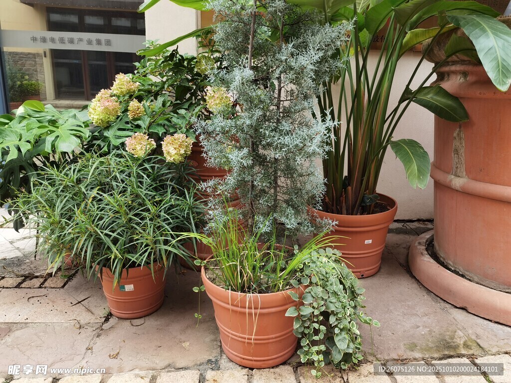 庭院綠植盆栽組合景觀