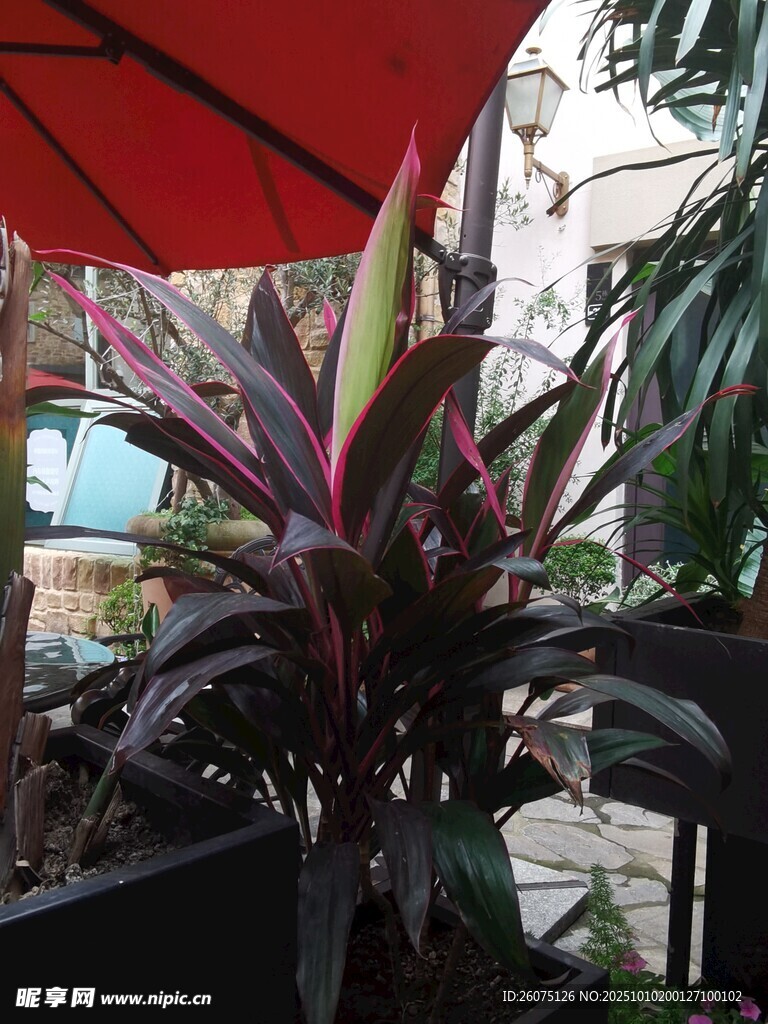 室內(nèi)艷麗觀葉植物