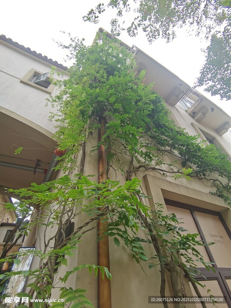 爬滿綠植的古樸建筑一角