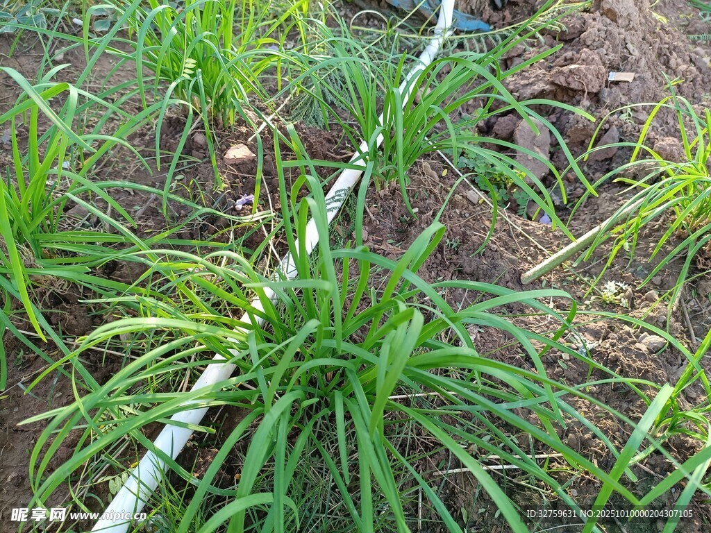 田間蔥郁的綠色植物