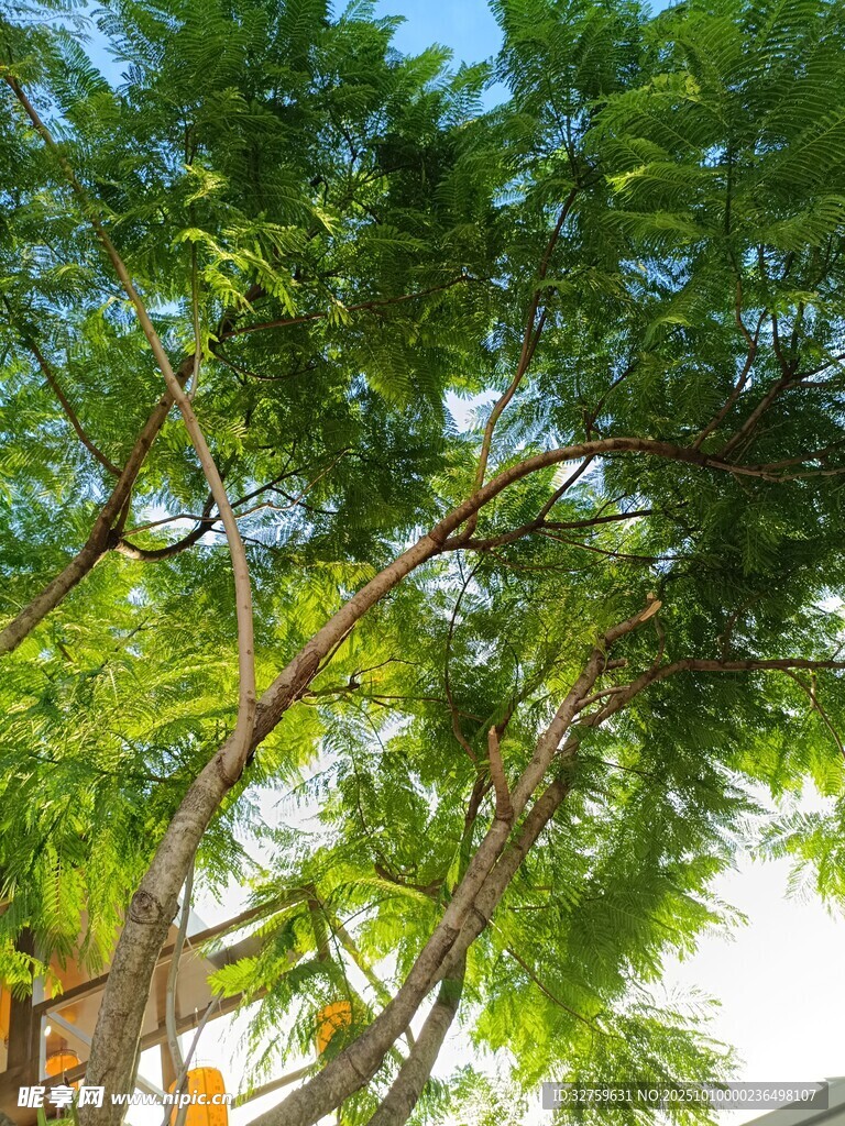 陽(yáng)光下繁茂的綠樹