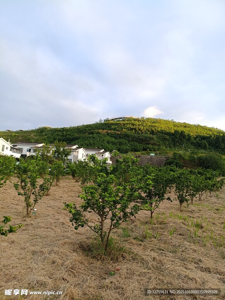 田園葡萄種植景觀