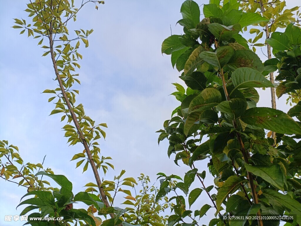綠葉藍(lán)天間的繁茂植物
