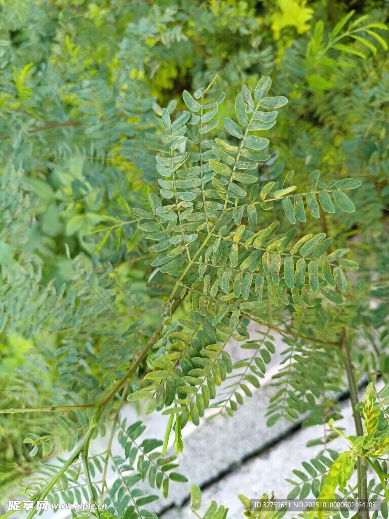 綠葉繁茂的自然景象