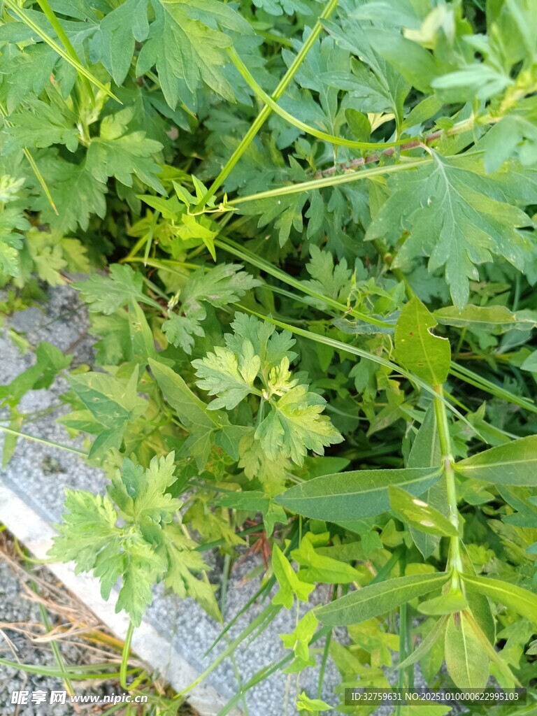 新鮮嫩綠的芫荽植株