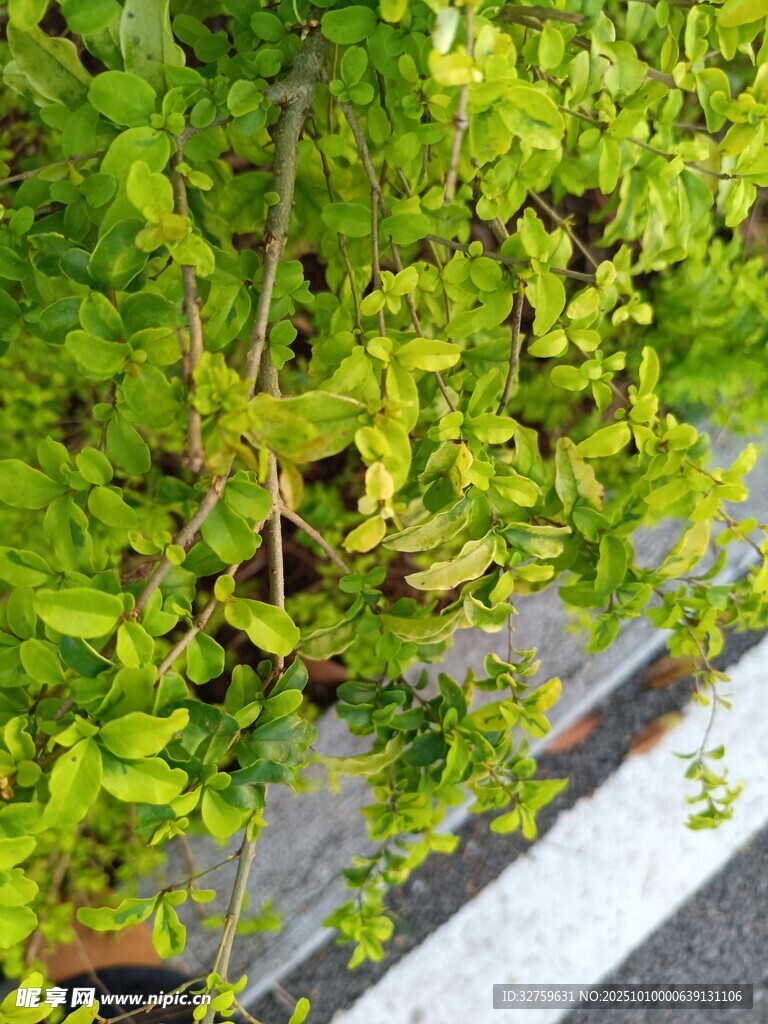 路邊翠綠繁茂的植物