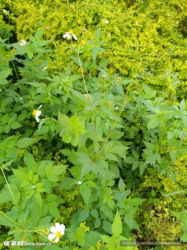 綠葉叢中綻放的白色小花
