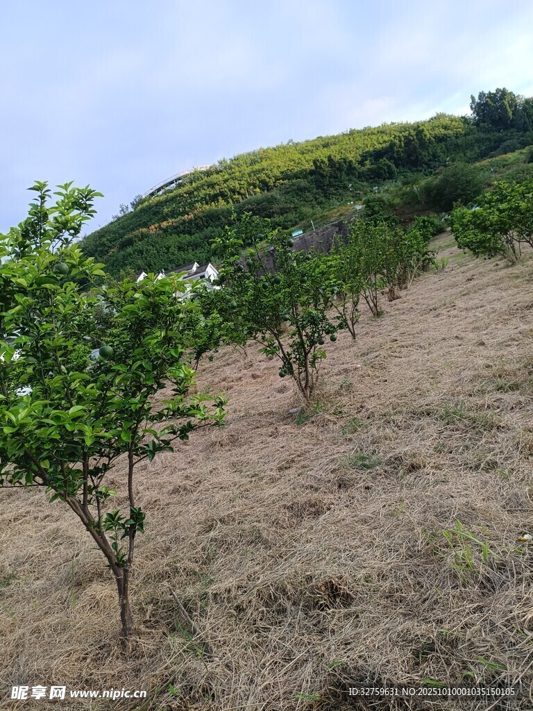 山坡上的綠植果園景象