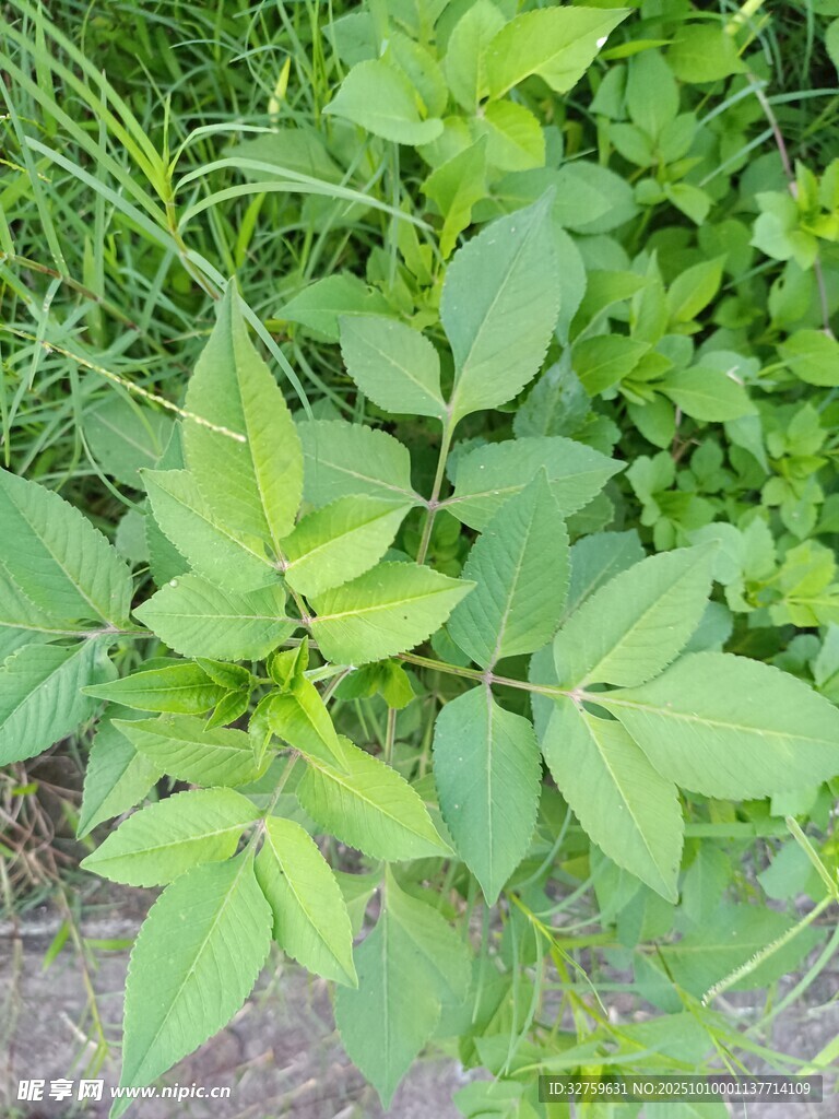 綠葉繁茂的植物特寫(xiě)