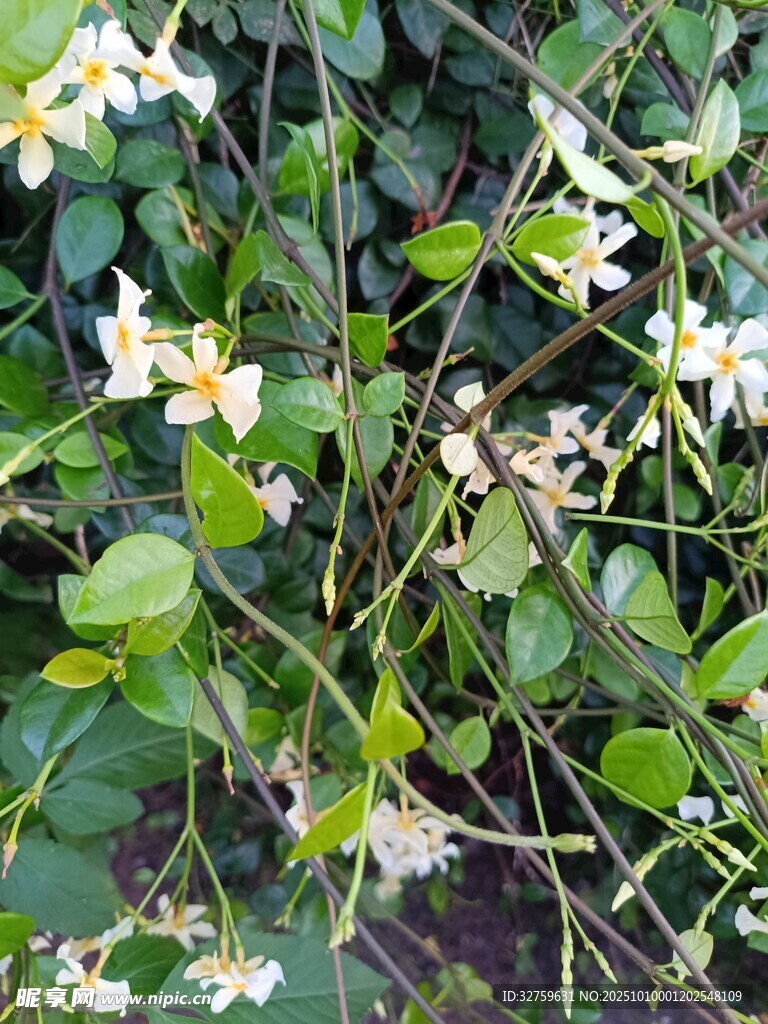 繁茂綠植間綻放的小白花