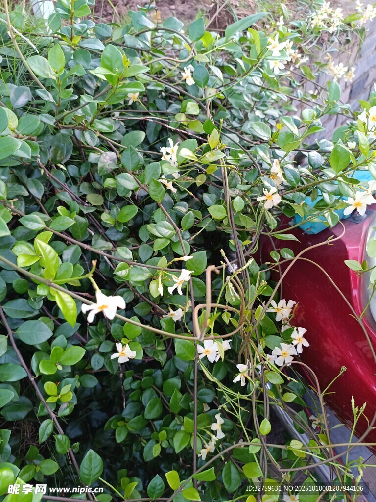 綠葉間綻放的白色小花