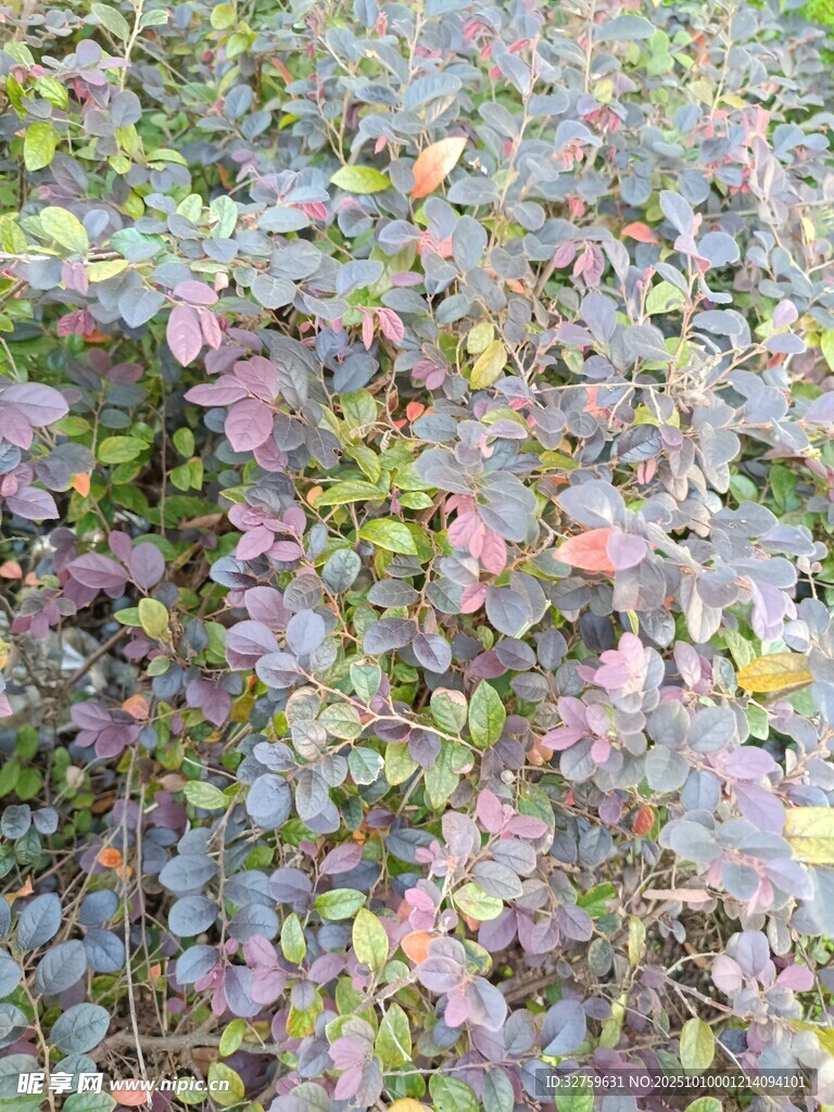 多彩葉片植物特寫(xiě)