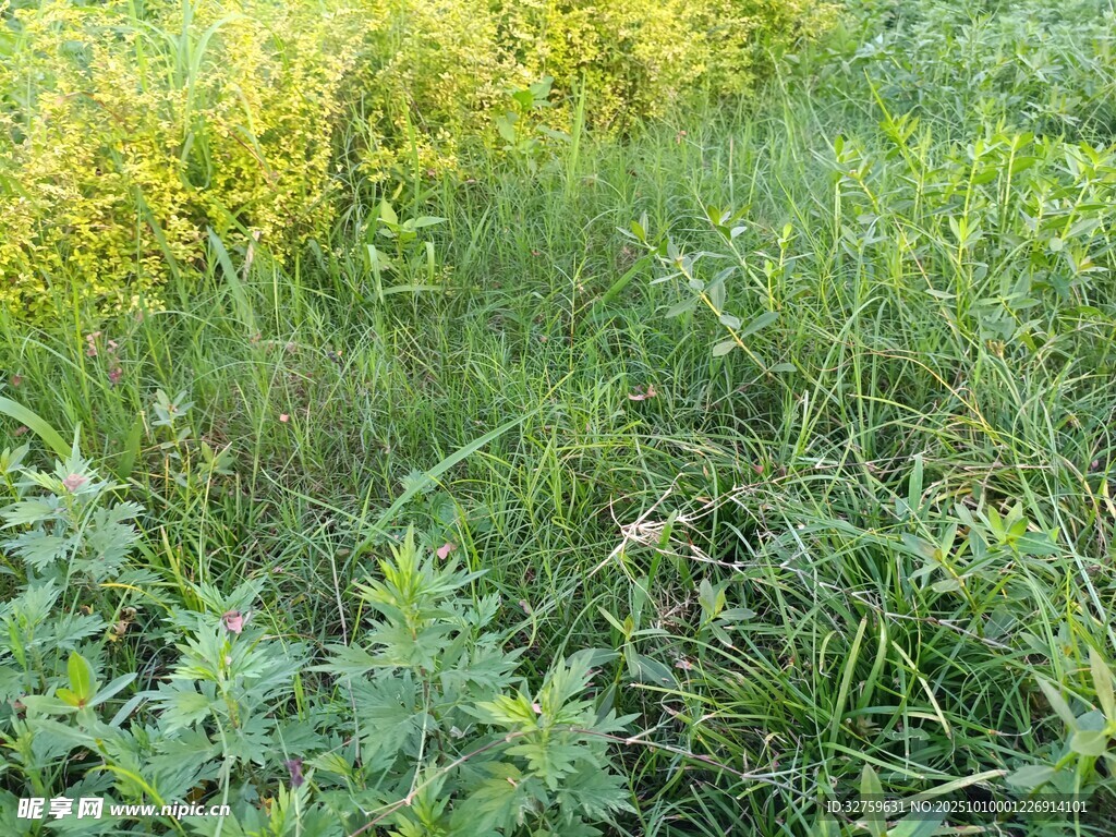 野外繁茂的綠色與黃色植物