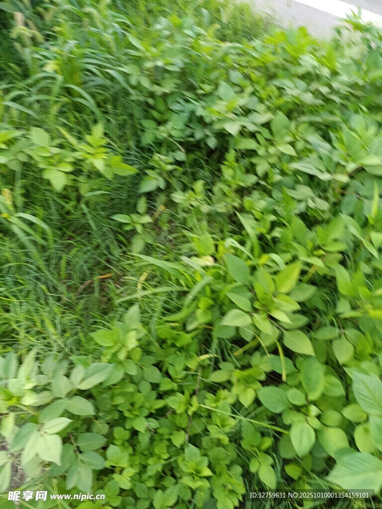 翠綠繁茂的地面綠植景觀