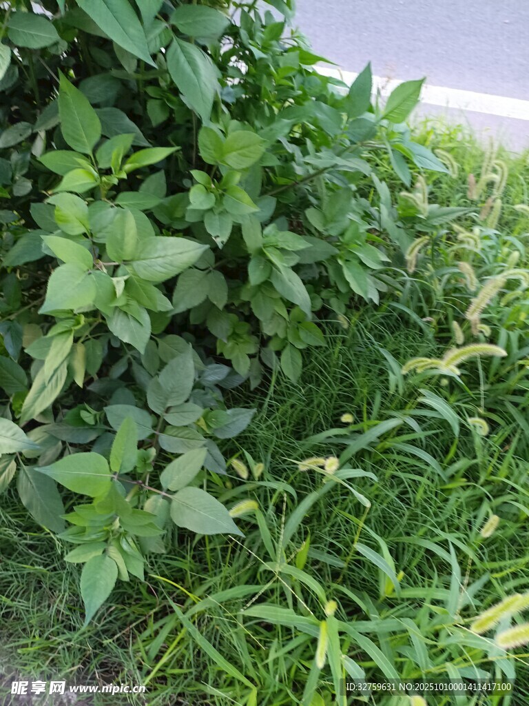 路邊繁茂的綠植
