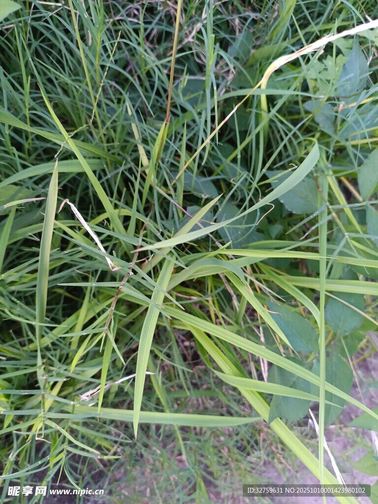 地上雜亂的綠色植物