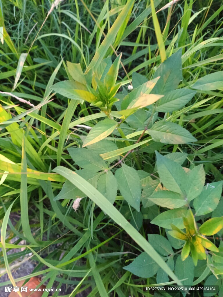 綠葉黃花的蓬勃植物