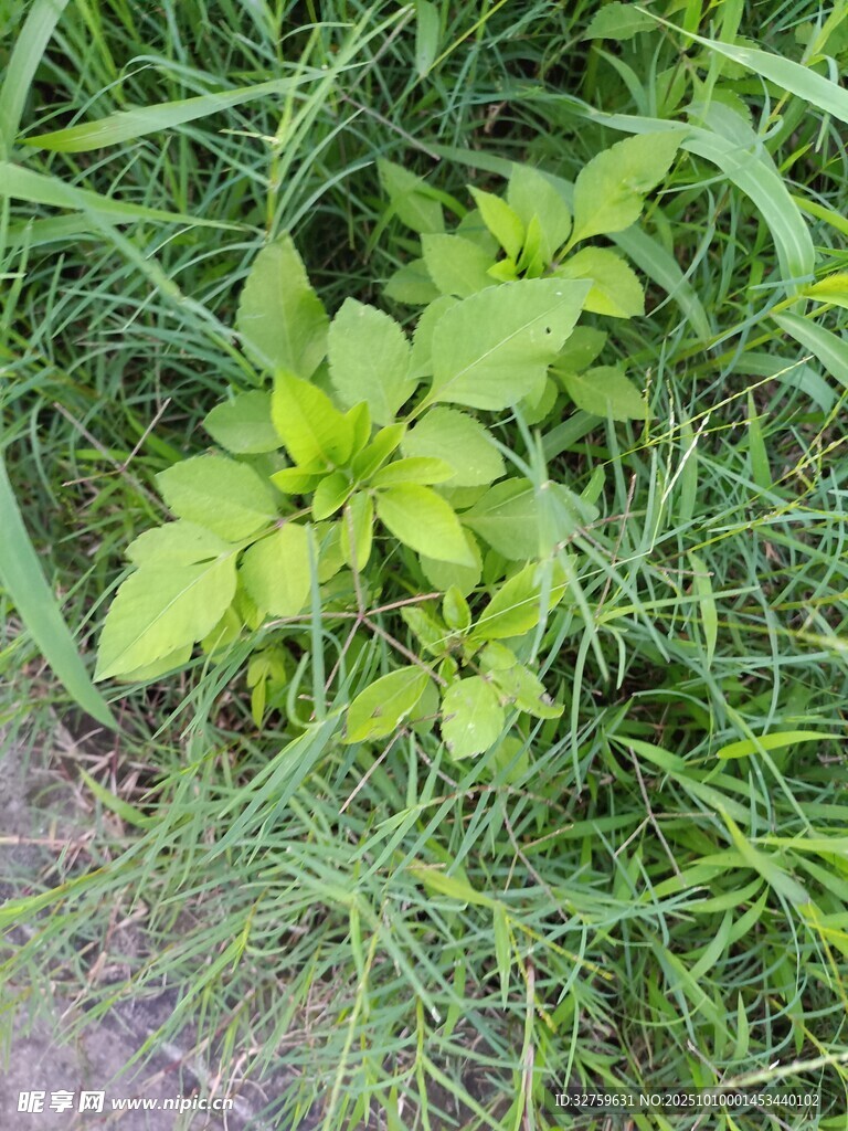 草叢中的嫩綠植物