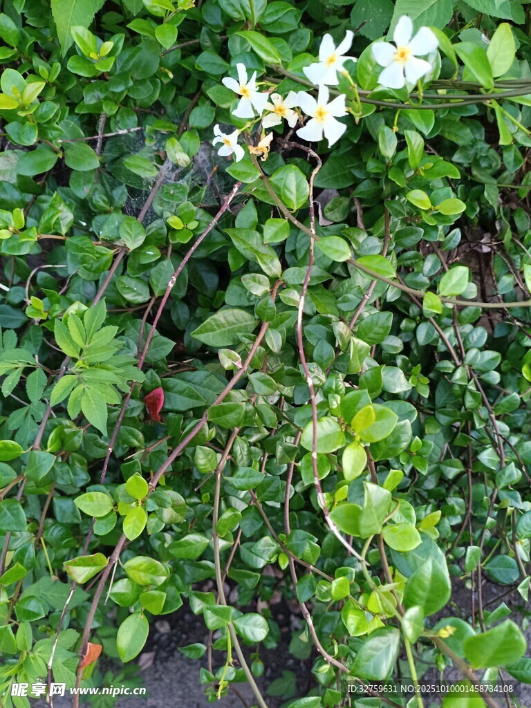 綠葉叢中的白色小花