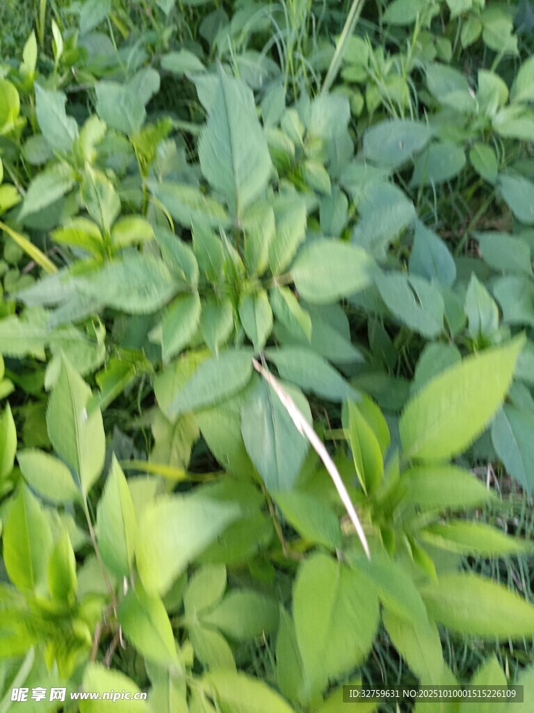 嫩綠繁茂的植物叢