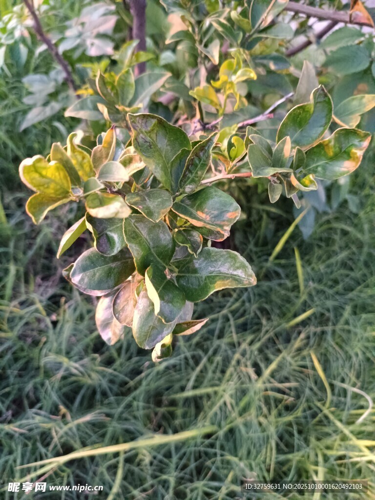 綠葉間的多彩植物