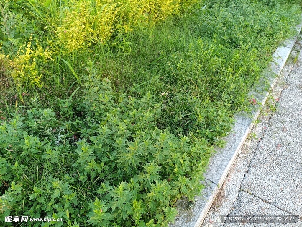 路邊繁茂的綠色植物