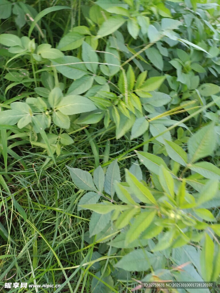 草叢中的綠色植物