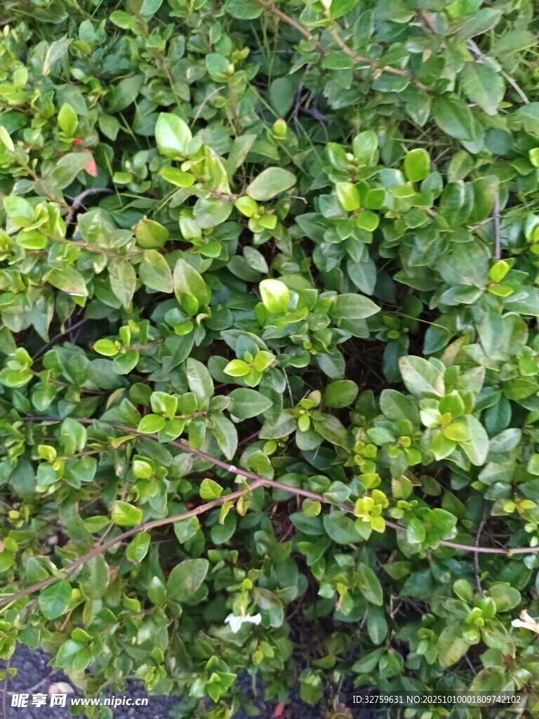 綠葉繁茂的灌木叢