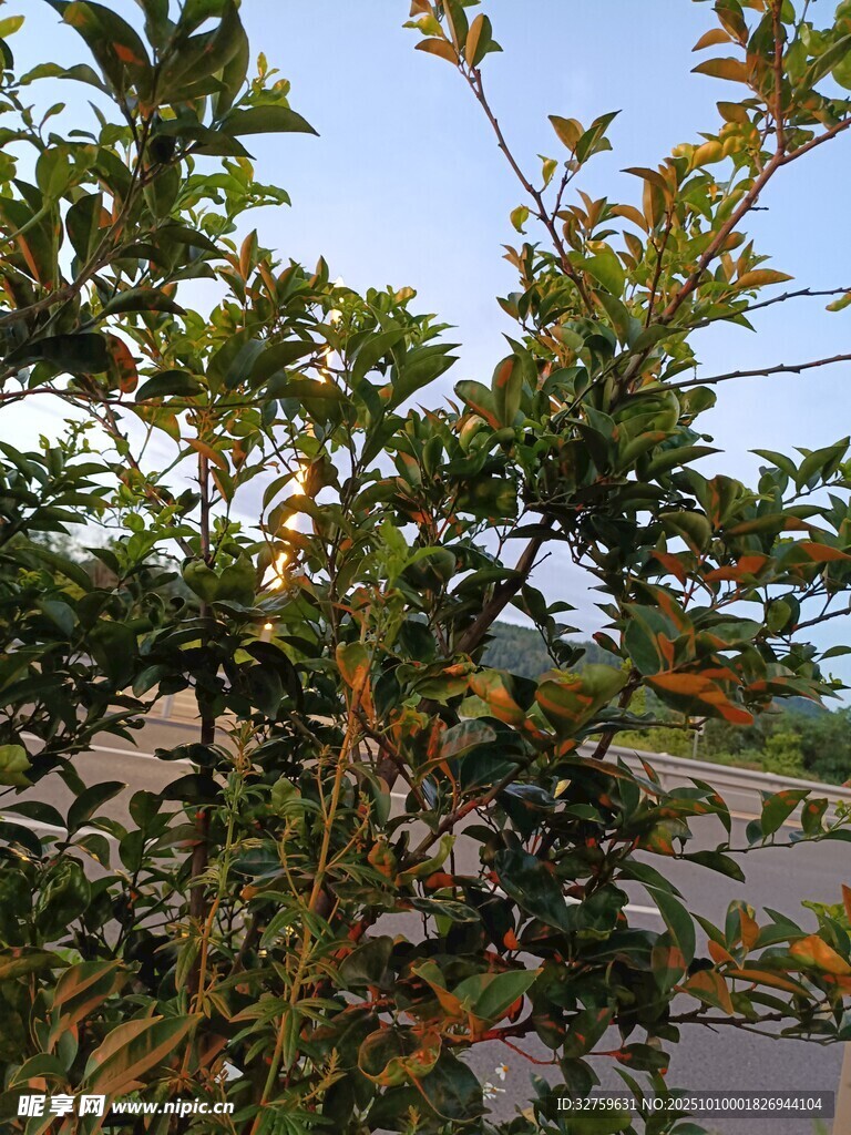 陽光下的繁茂綠植