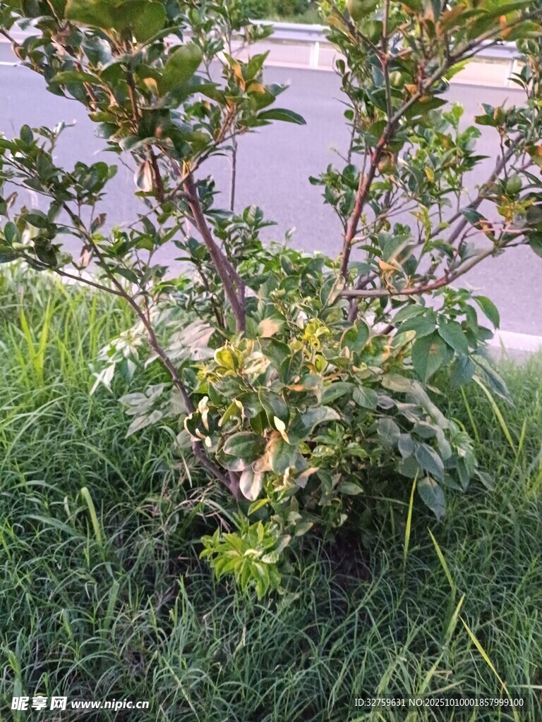 草叢中的綠植