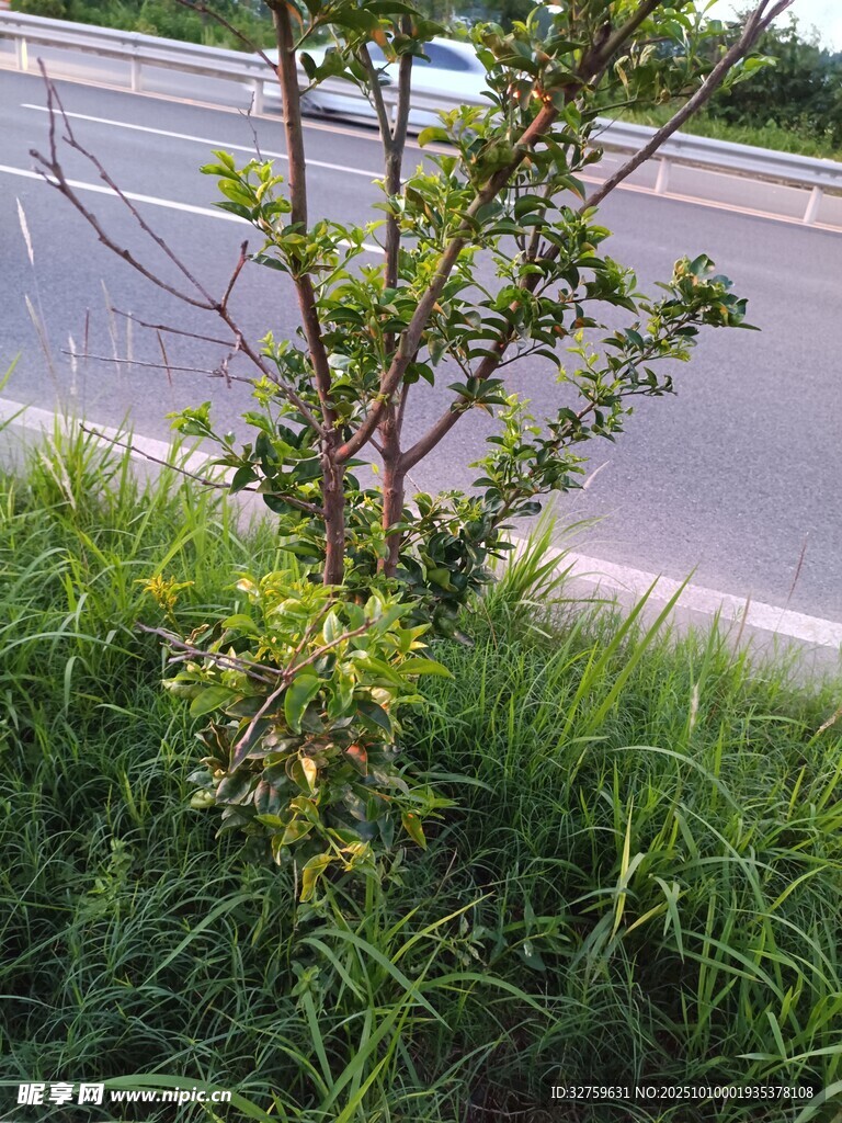 路邊綠植與小樹(shù)景觀