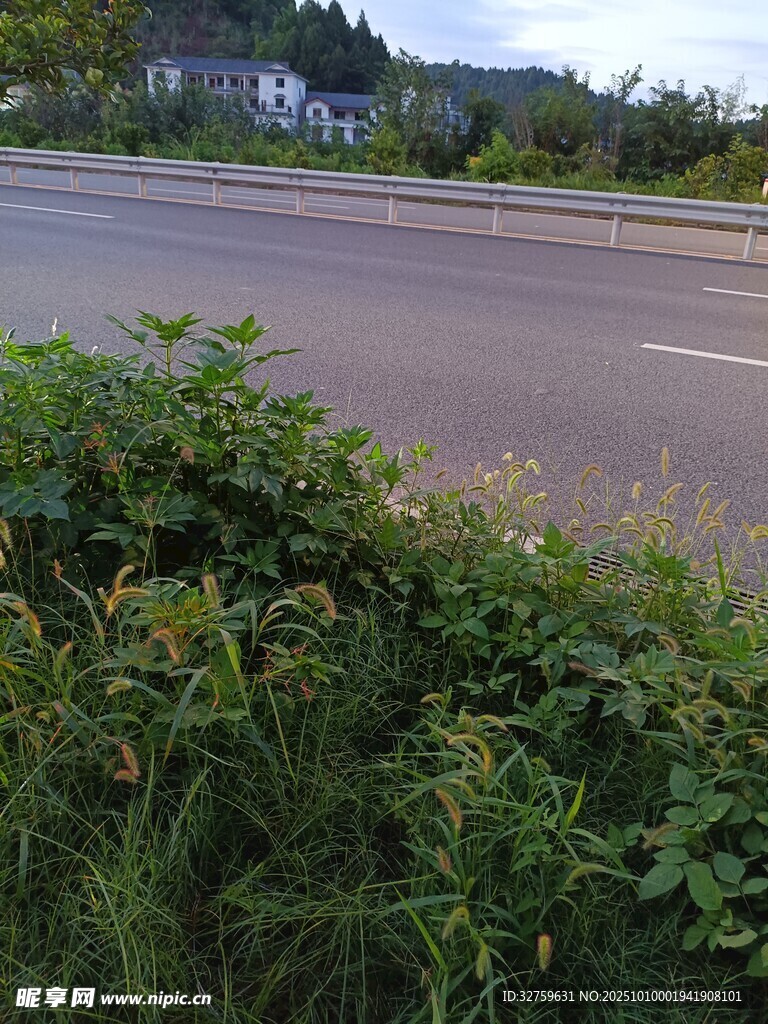 路邊繁茂綠植與寬闊道路